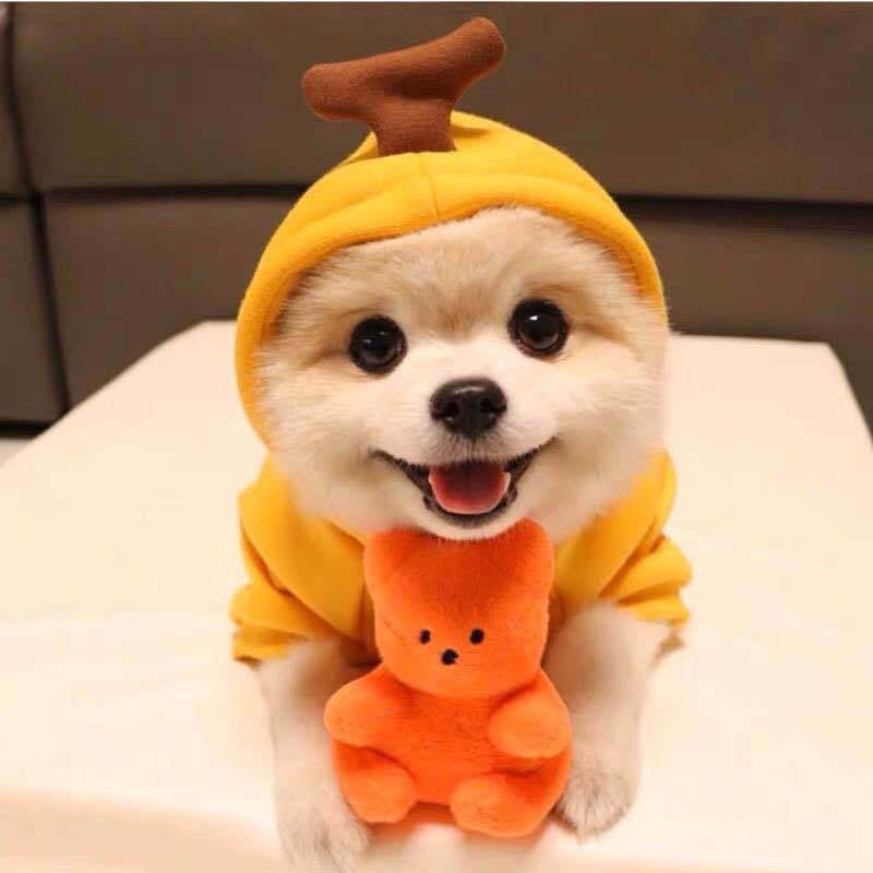 Luxury Green Fleece Dog Hoodie - Stylish Two-Legged Outfit For Autumn And Winter