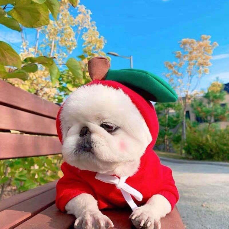 Luxury Green Fleece Dog Hoodie - Stylish Two-Legged Outfit For Autumn And Winter