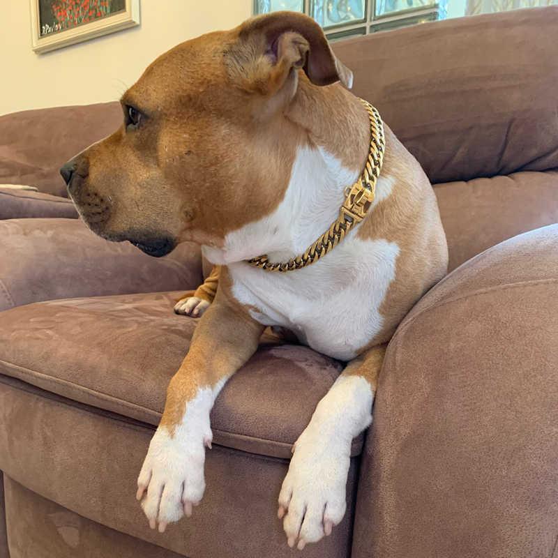 Gold Stainless Steel French Pitbully Dog Collar Leash - Stylish And Durable Pet Chain