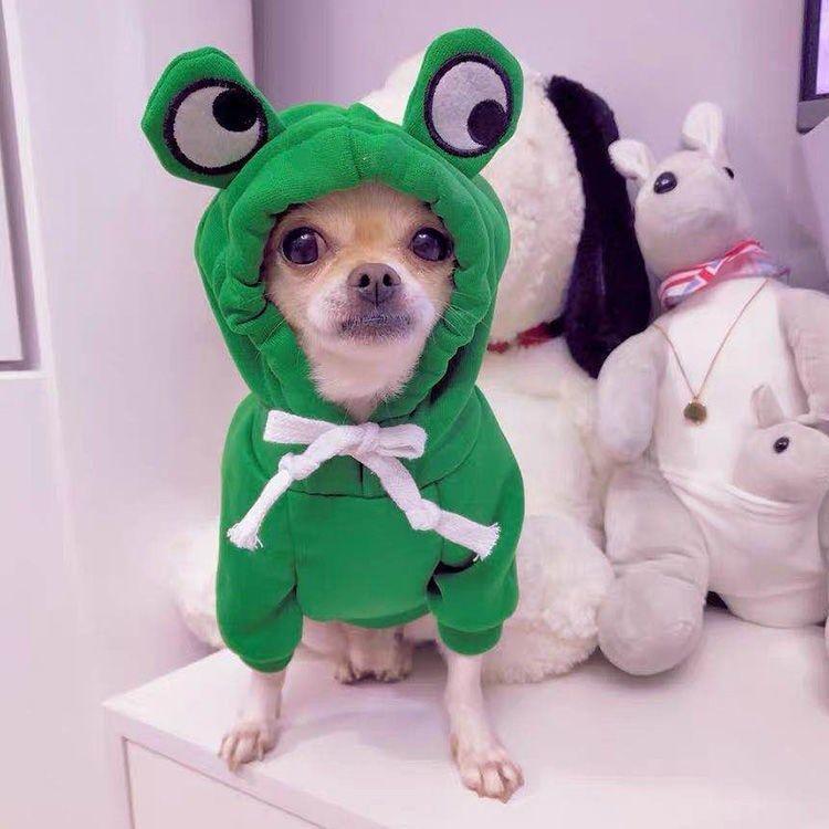 Luxury Green Fleece Dog Hoodie - Stylish Two-Legged Outfit For Autumn And Winter